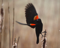 red-winged