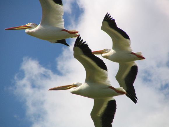 American White Pelican 1